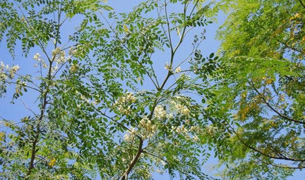 辣木树种植方法