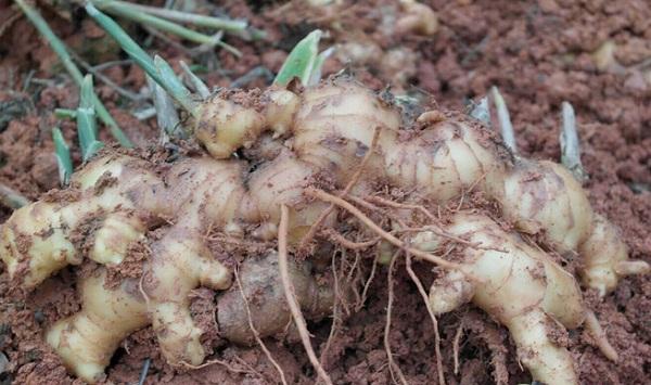 生姜种植如何实现高产？生姜高产栽培管理技术要点