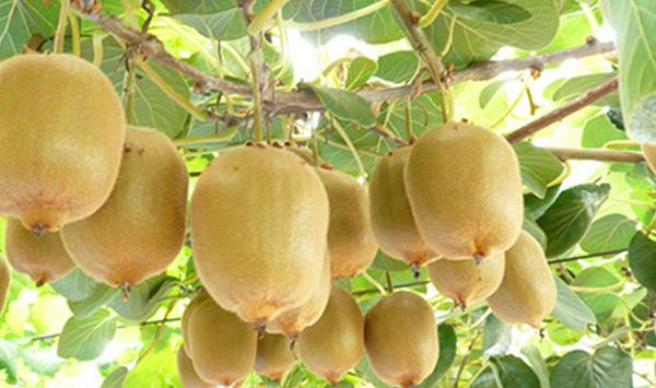 金桃猕猴桃怎么栽培？