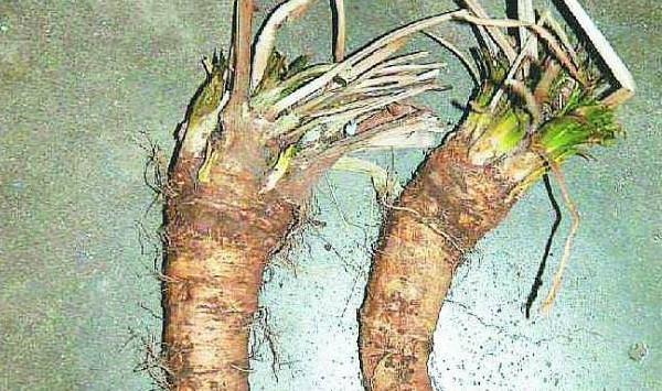 辣根的生物学特性及其无公害栽培技术