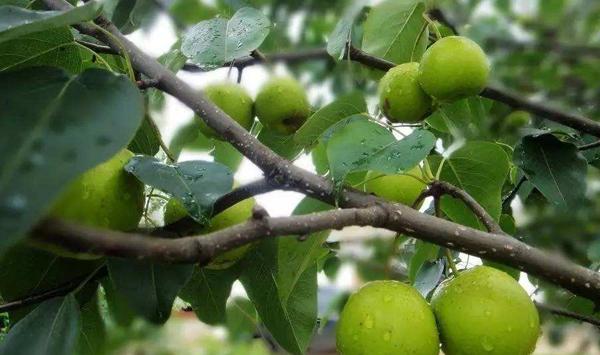 梨树密植栽培要点