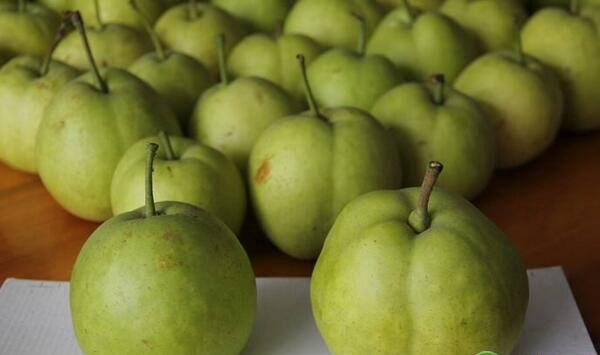 安徽省宣城市早熟梨综合管理技术要点