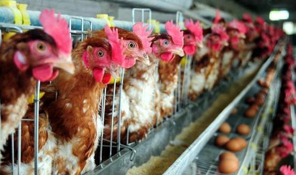 鸡“血管瘤” 病害的特点及防治方法