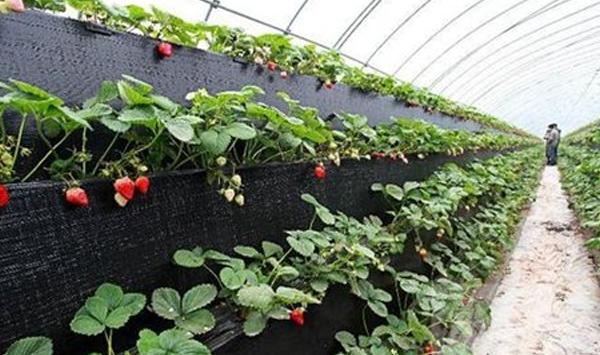 草莓壮棵、控旺、促花芽管理技巧