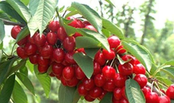 甜樱桃高产栽培主要技术措施