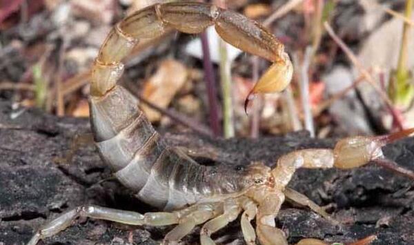 饲养蝎子如何控制温湿度？蝎子饲养控制温湿度的方法