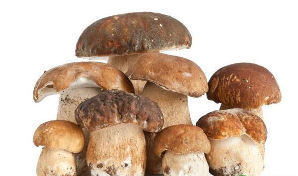 如何在高温环境下栽培草菇？有哪些注意事项？