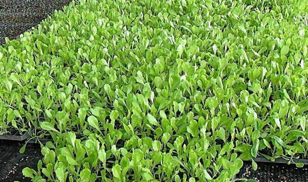 蔬菜如何去除残留农药？清除蔬菜瓜果残留农药的简易方法