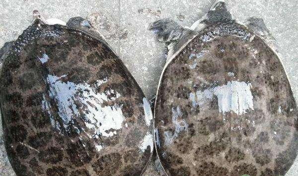 南方美国珍珠鳖规模化育苗养殖技术