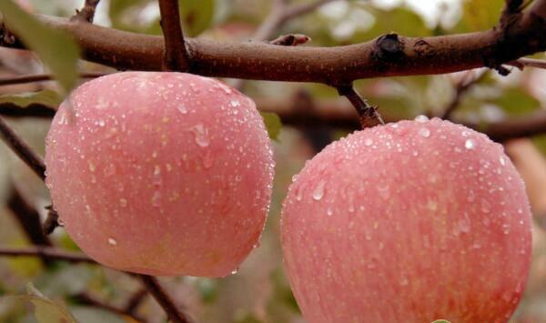 苹果树缺素有哪些症状？苹果树缺素诊断方法