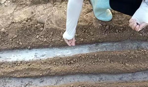 紫油菜家庭种植