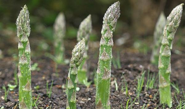 芦笋种植效益如何？怎么种？