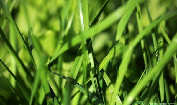 秋季种植韭菜注意事项