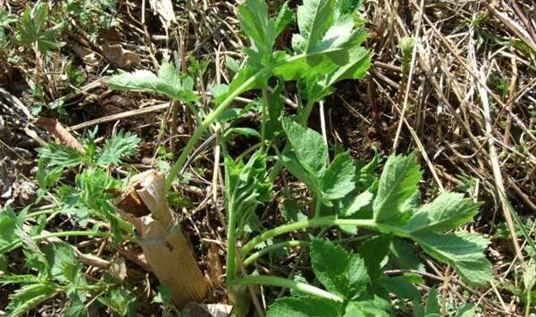 老山芹塑料大棚、露地栽培高效生产技术