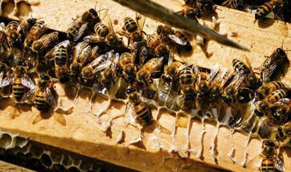 蜂群无蜂王现象