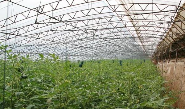秋季西红柿种植怎么防治病虫害？秋茬西红柿栽培管理要点