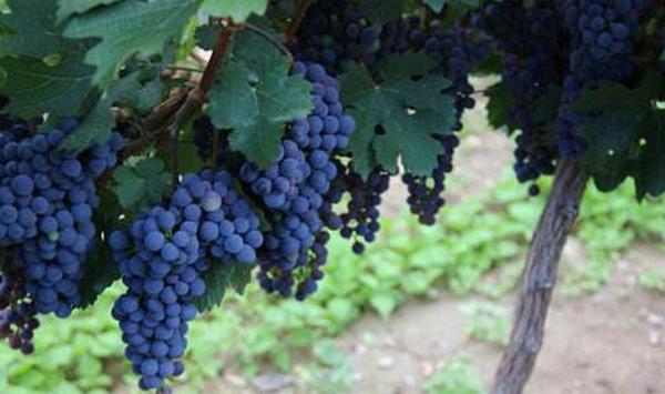 酿酒葡萄种植高标准建园技巧