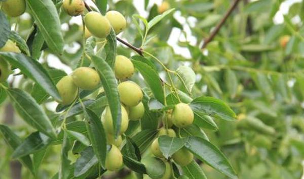 脆枣怎么种能高产？