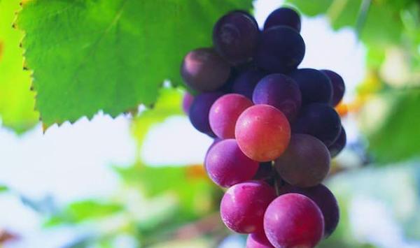 果树高产栽培技术及病虫害防治对策