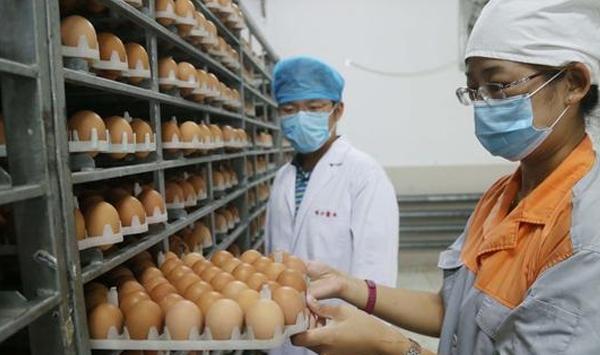 鸡“血管瘤” 病害的特点