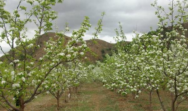 河北地区梨树密植栽培技巧