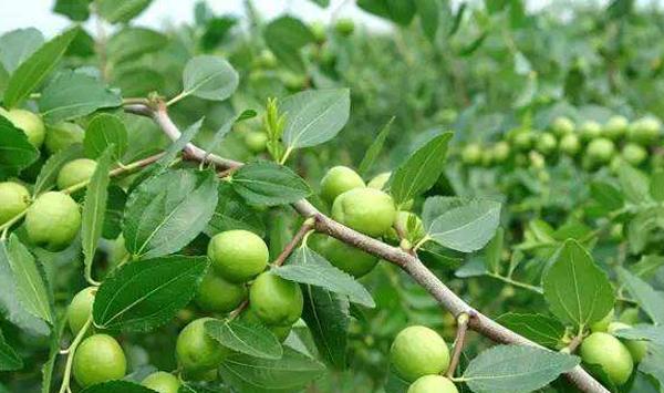 冬枣种植环剥需要注意什么？