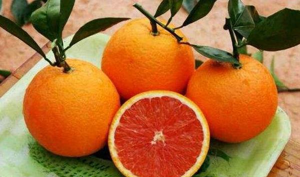 塔罗科血橙怎么种植？