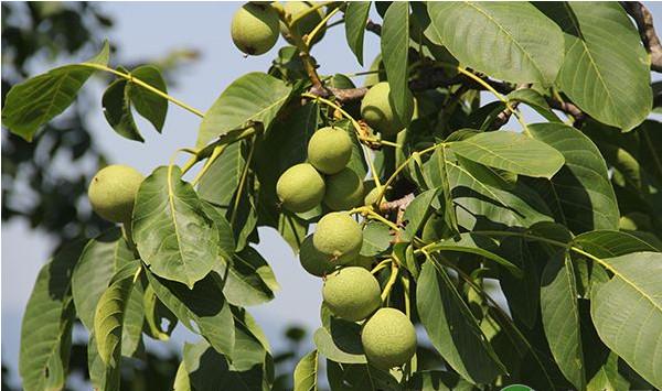 辽宁省喀左县核桃高接改优技术要点