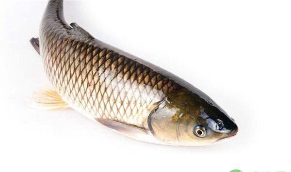 一龄草鱼苗种放养多少为宜？一龄草鱼种培育关键技术