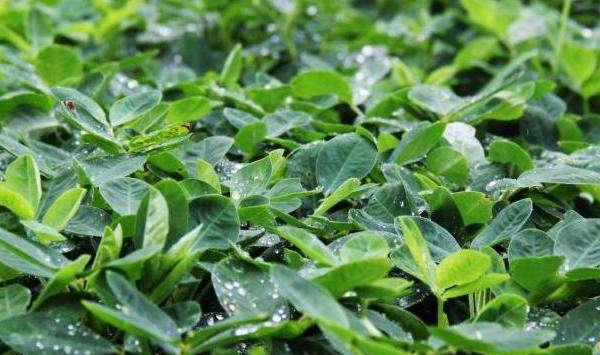 双季花生怎么高产栽培？