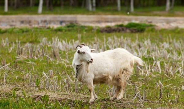 母山羊为何会出现胎衣不下现象？可采取哪些治疗措施？