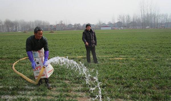 小麦播种能浇水吗