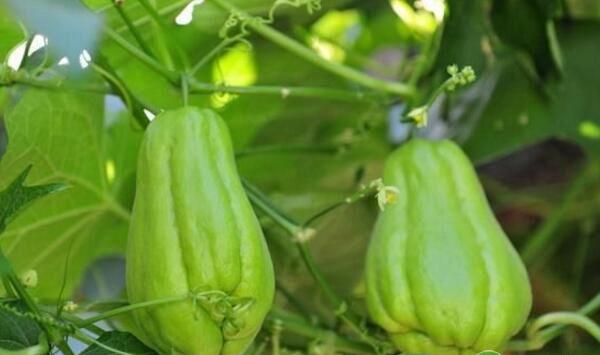 大棚蔬菜病虫害发生特点及防治要点