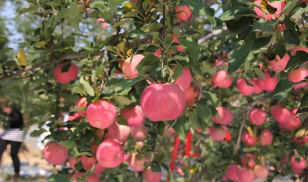 苹果高产七大管理要点