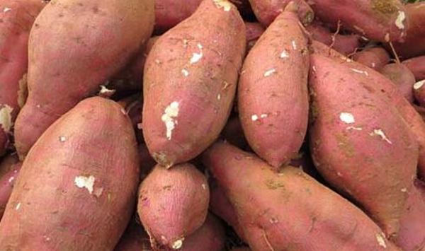 红薯裂口原因及防止措施