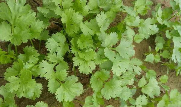 如何种植出产量高、品质好的香菜？老菜农说这五点是关键！
