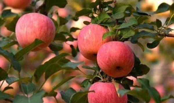 矮砧密植型苹果怎么种？（附秋季管理技术）