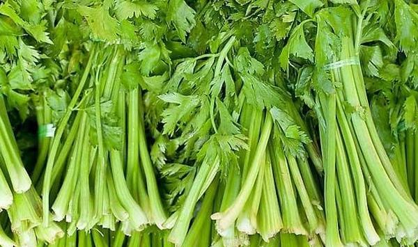 芹菜种植方法要点