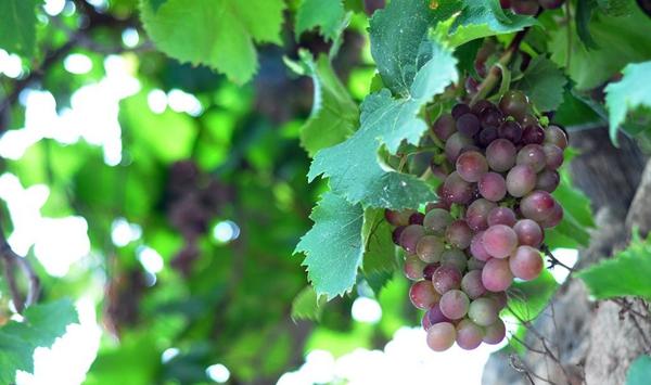 葡萄缺素症症状及防治