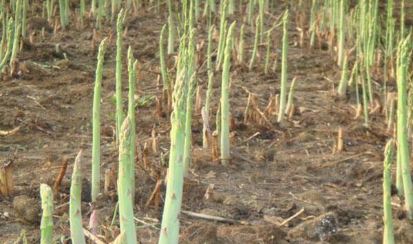 芦笋种植课堂：芦笋发生空心、开裂现象怎么办？