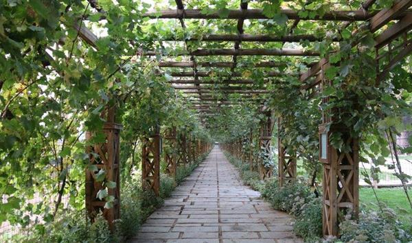 果园增效之自采体验