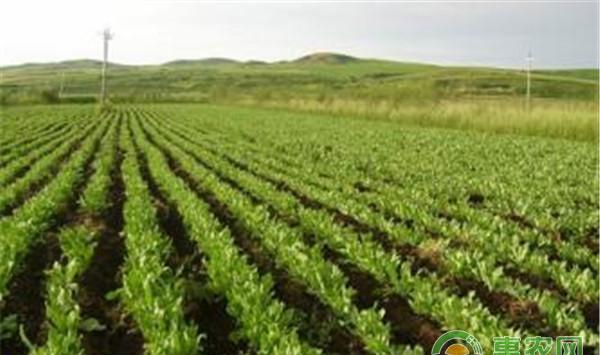 农药除草剂的正确使用方法