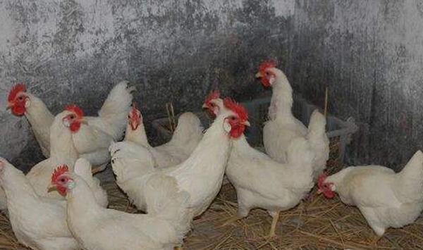 肉鸡盲肠球虫有什么症状表现？