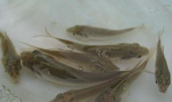 鱼种网箱安全越冬三大关键要点