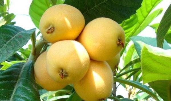 大五星枇杷栽培技巧