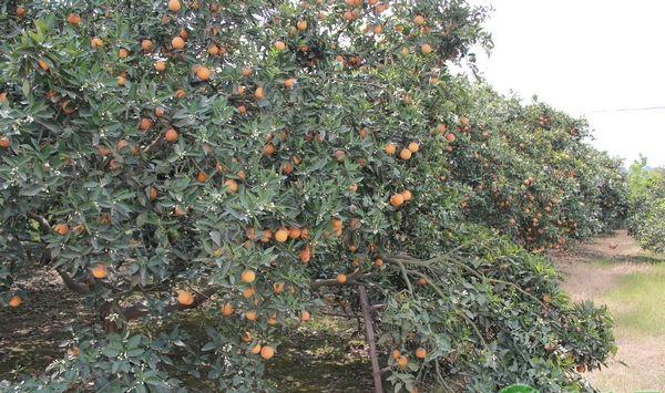 重庆市万州区晚熟柑橘栽培管理技术