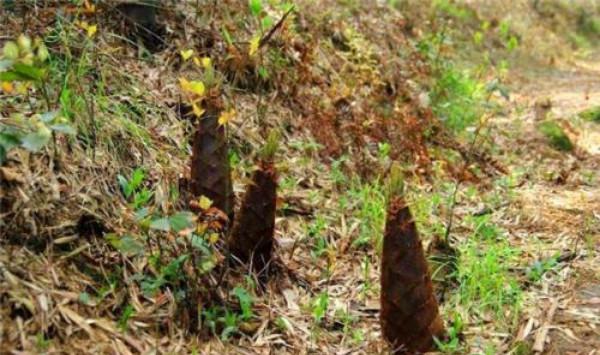竹笋种植想高产？这样施肥是关键！