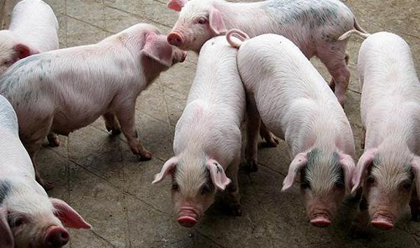 猪亚硝酸盐中毒有哪些症状表现？怎么防治？