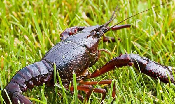 小龙虾养殖需要换水吗