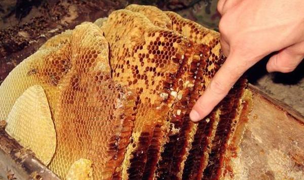 蜜蜂取蜜注意事项